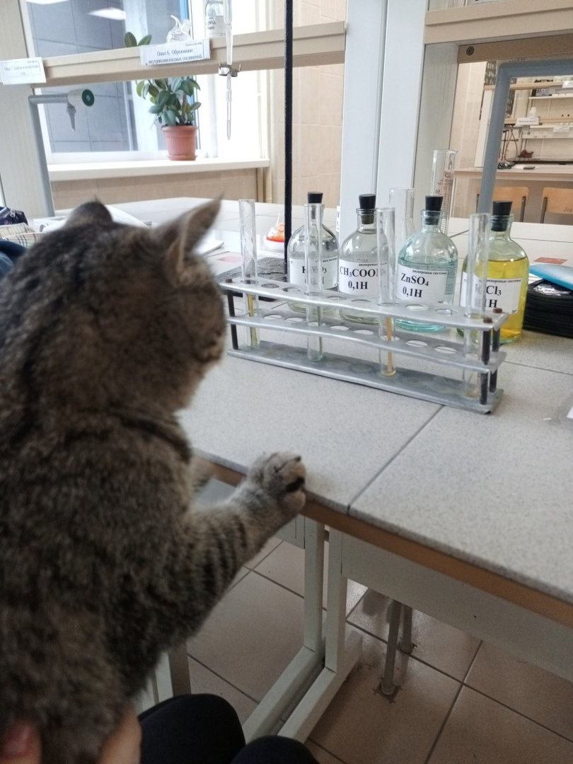 Кот — доктор химических наук