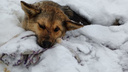 «Пуля — в правой височной доле»: в Самаре живодер расстрелял бездомную собаку