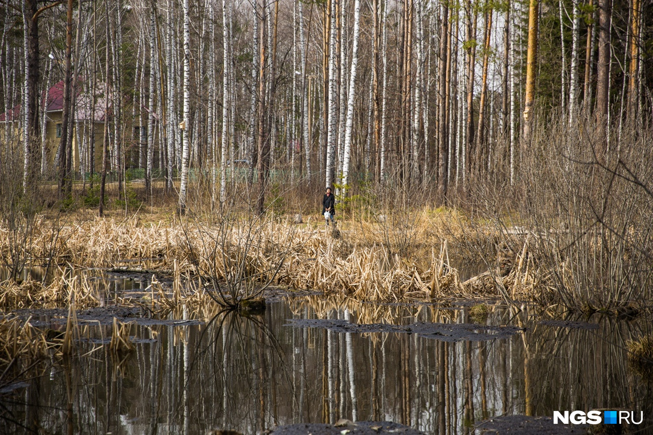 Аллергия на цветение березы фото