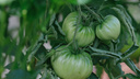 Прощай, урожай: эти ошибки в поливе уничтожат ваши помидоры