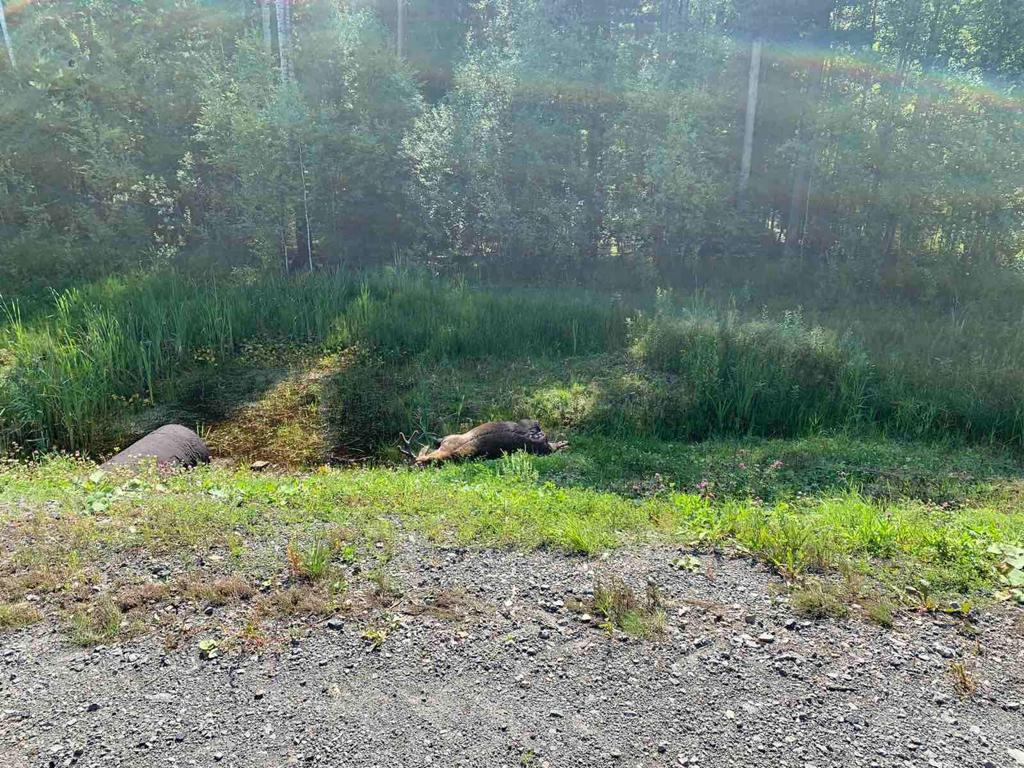 Во всех авариях животные погибли, а люди не пострадали Во всех авариях животные погибли, а люди не пострадали