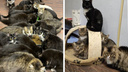 Три десятка кошек снимут квартиру: волонтеры собирают средства на аренду жилья для изъятых животных