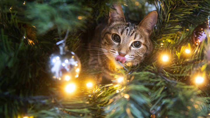 Снять кота с елки, запереться в спальне: как екатеринбуржцы планируют встречать Новый год