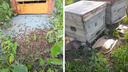 Погибли 31,2 миллиона пчел: агроферма ответила на обвинения пчеловодов — карта пораженных пасек
