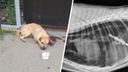 Полиция отказалась возбуждать уголовное дело на курганца, выстелившего в собаку из арбалета