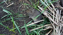 По 100 нор на гектар: колонии мышей атаковали поля под Волгоградом