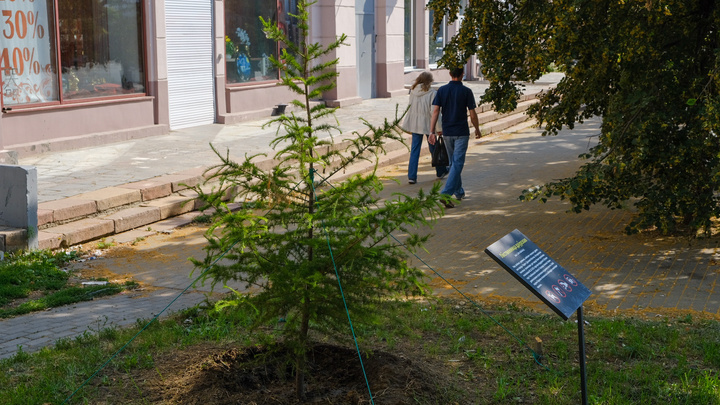 Даурские лиственницы, высаженные губернатором в центре Челябинска, заменили на новые