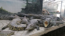 Водоемы закрыты, приманки нетронуты: поиски батайского крокодила зашли в тупик