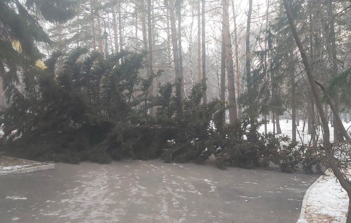 Так ель выглядела изначально Так ель выглядела изначально