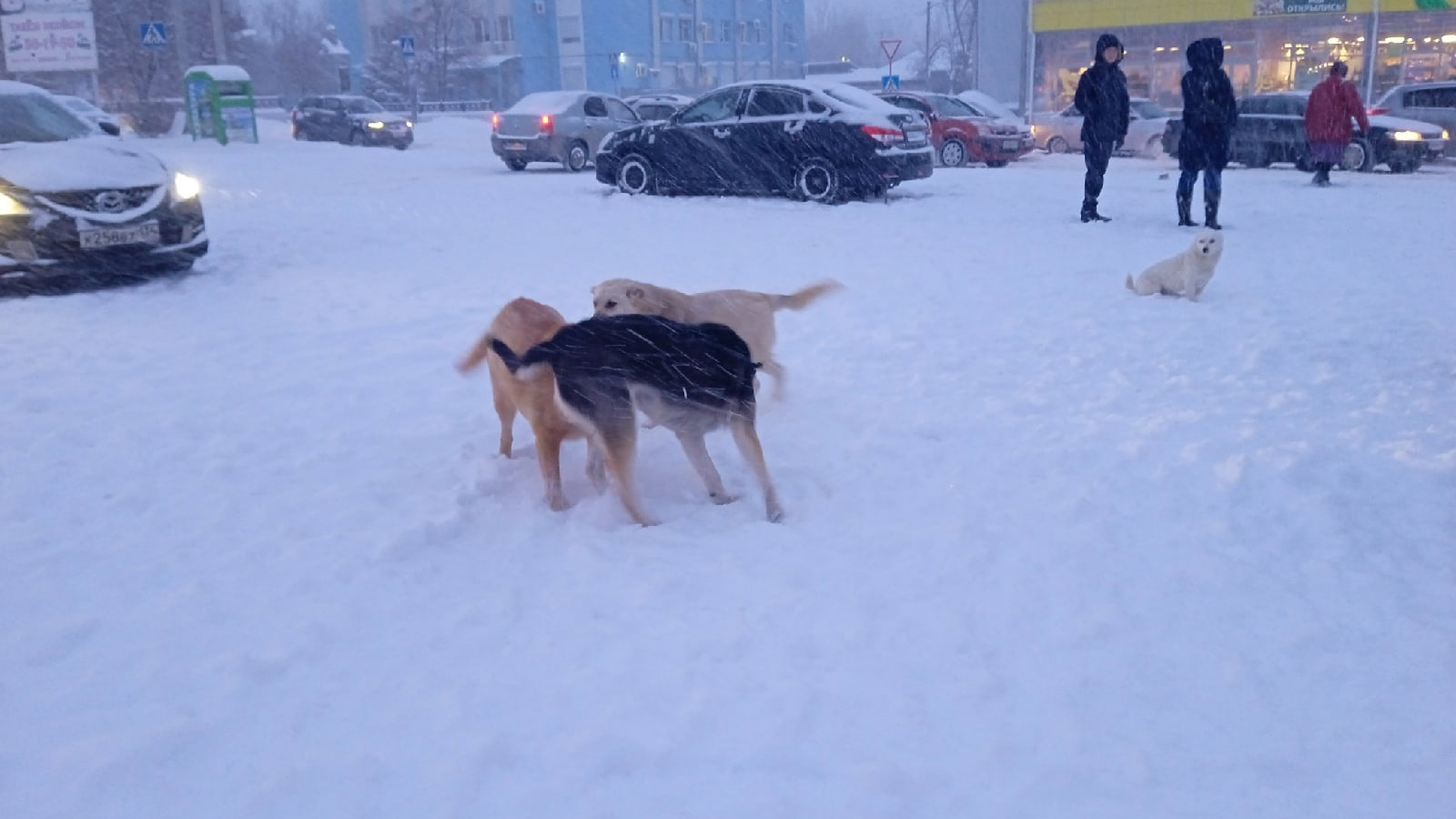 Нападение собак 2024. Бродячие собаки в Волгограде. Бродячие собаки напали на девочку.