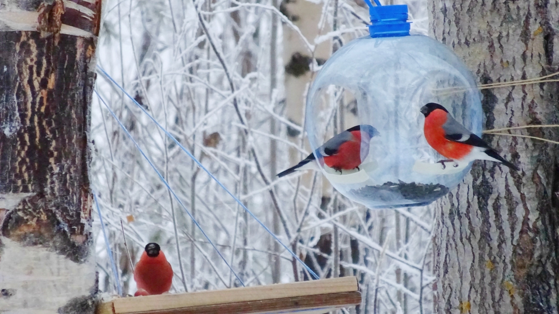 Снегири — герои, погляди: северянка близко засняла красногрудых птиц, смотрим фото