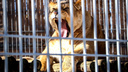 Львица растерзала сотрудницу зоопарка в Нижегородской области