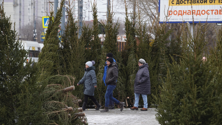 И хочется и колется: какие живые елки и почем продают в Челябинске (а вы готовы отдать полторы тысячи?)