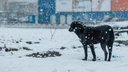 Собак, отловленных у детсадов и школ в Чите, не будут выпускать на то же место вопреки закону