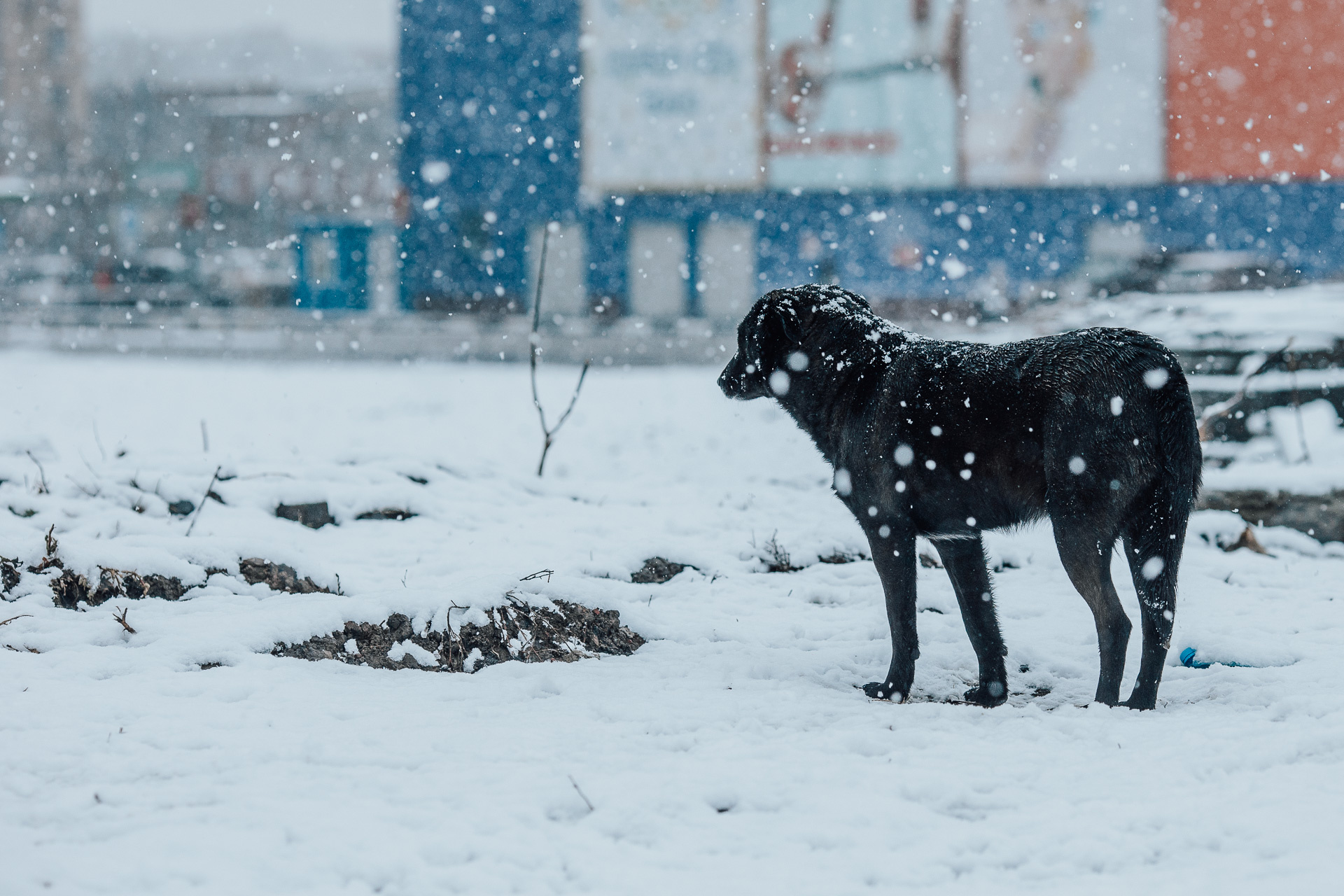 Фото отловленных собак