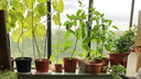 От картошки до авокадо: 7 овощей, которые можно посадить на балконе прямо сейчас
