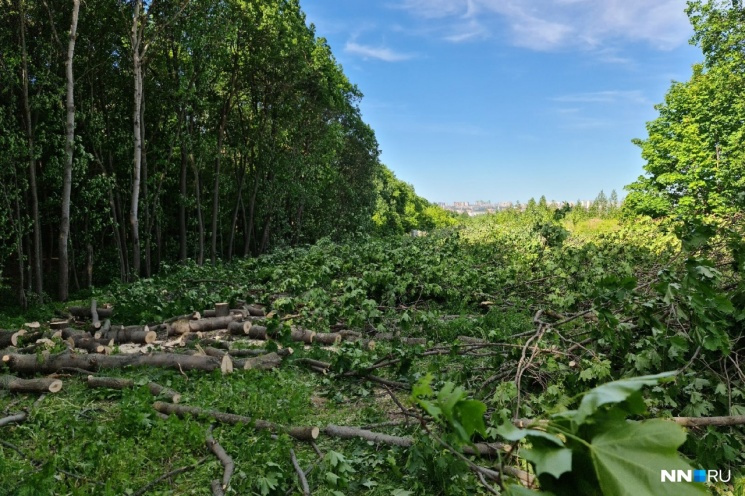 Власти настаивают, что вырубленные деревья не являлись частью лесопарка