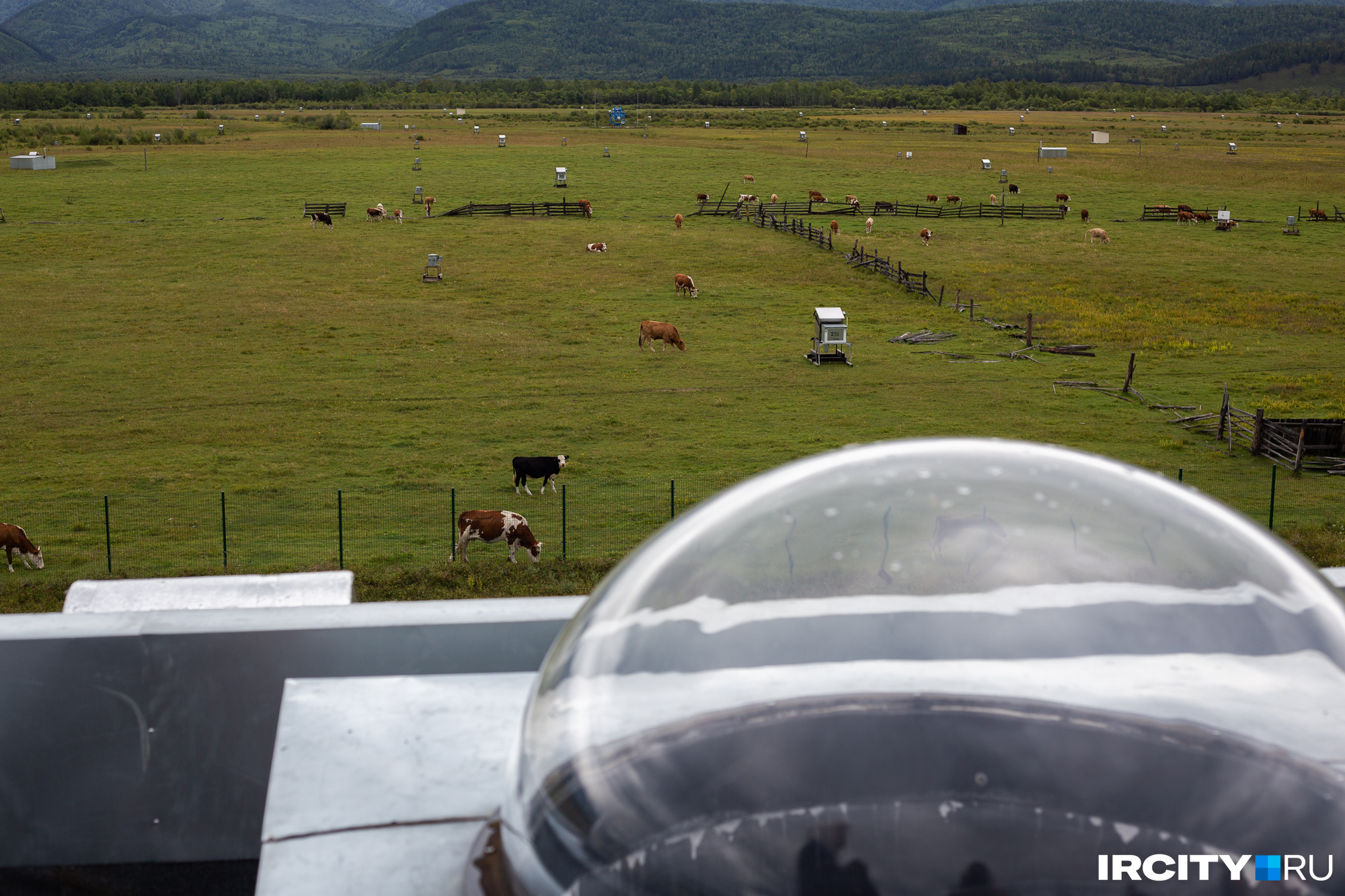 Коров не беспокоят никакие научные исследования: у них свои важные дела на этой территории