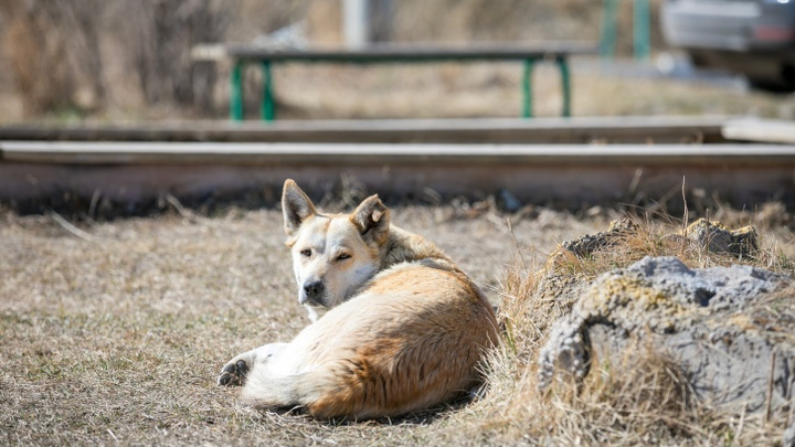 В Новокузнецке неизвестные жестоко убивают бездомных собак