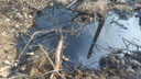 Масляные пятна обнаружили на берегу Оби под Новосибирском: Росприроднадзор начал проверку