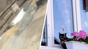 В Северодвинске кошка умерла в дверях балкона: что делать, чтобы это не повторилось с вашим питомцем