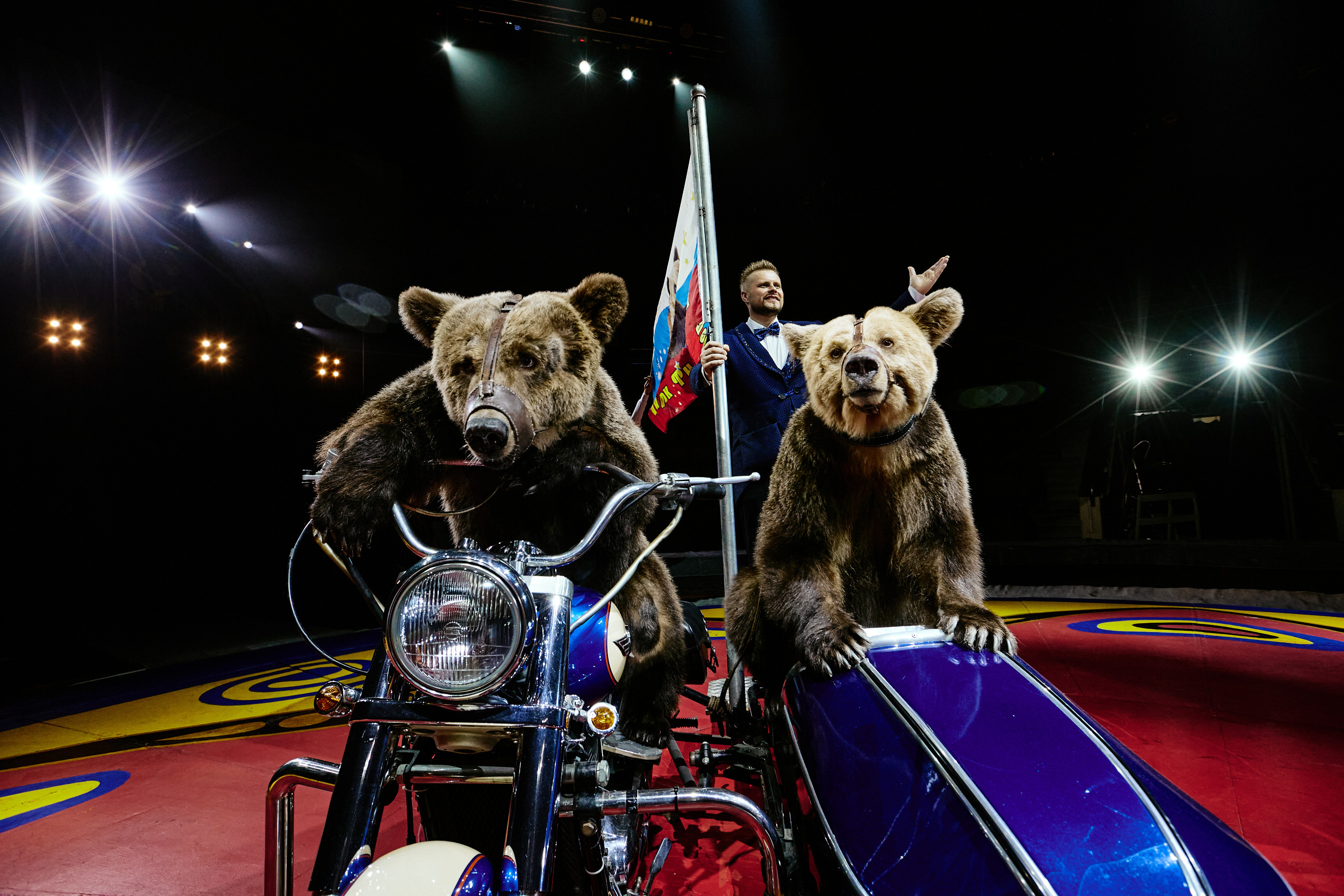 Фото медведя в цирке