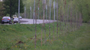 В Челябинске заменят по гарантии засохшие деревья вдоль дороги в аэропорт и в сквере на Тополинке