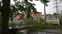 Во время шторма в Омске дерево рухнуло на литературный трамвай