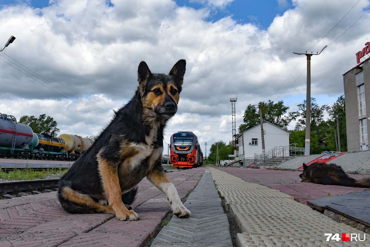 Вокзальный пес и красивый рельсовый автобус «Орлан» на дизельной тяге. Поехал в Екатеринбург
