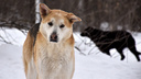 Не в пасть в крайности: как решить проблему бродячих собак в Челябинске — опрос