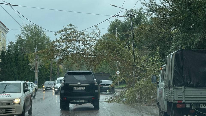 Ветер в Красноярске повалил деревья на нескольких улицах. На заявки уже выехали специалисты