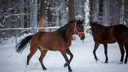 «На лошадях и с тушей козла»: центр для игры в козлодрание создадут в Новосибирской области