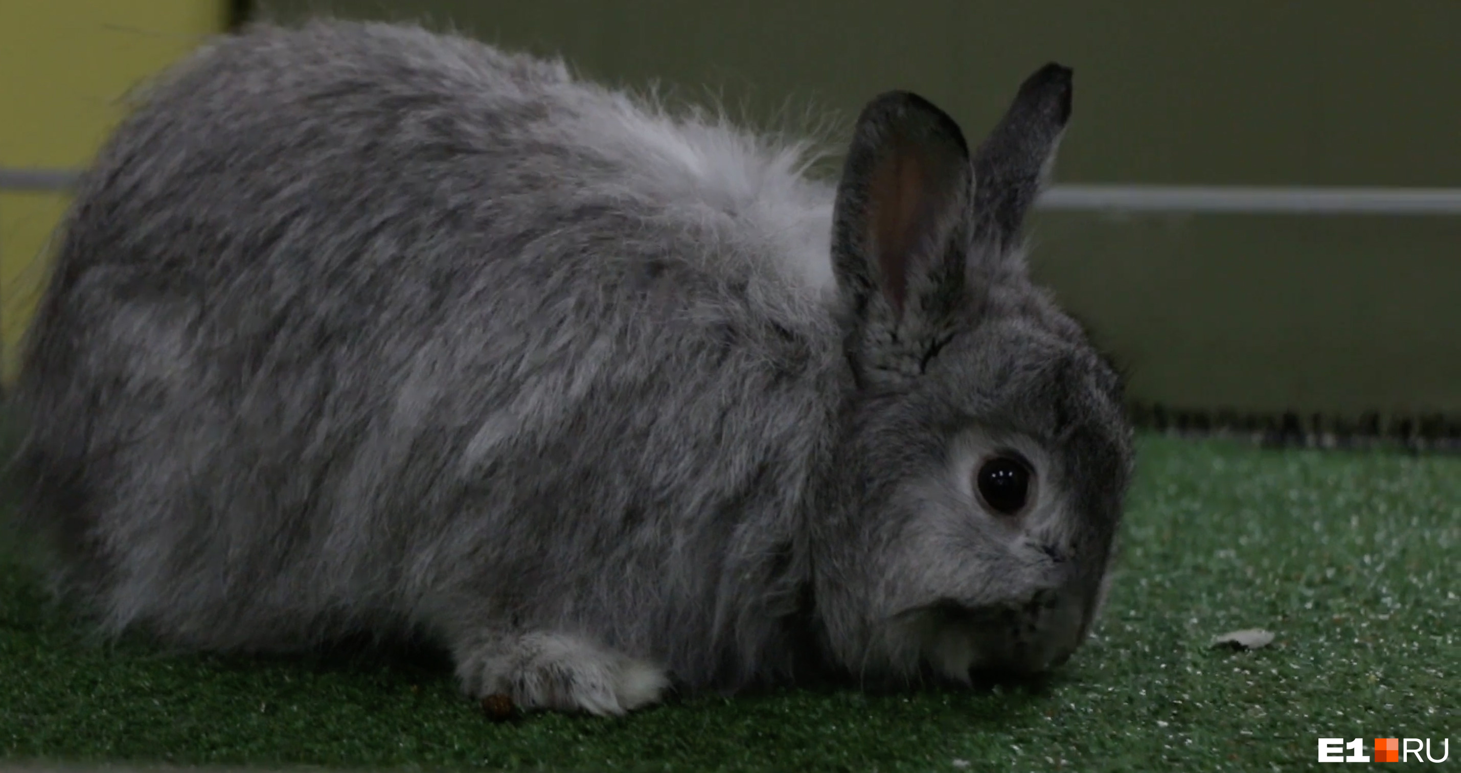 кролики декоративные карликовые. стоит ли заводить кролика. мой кролик. завести домашнего кролика. кролик милый ушастик.