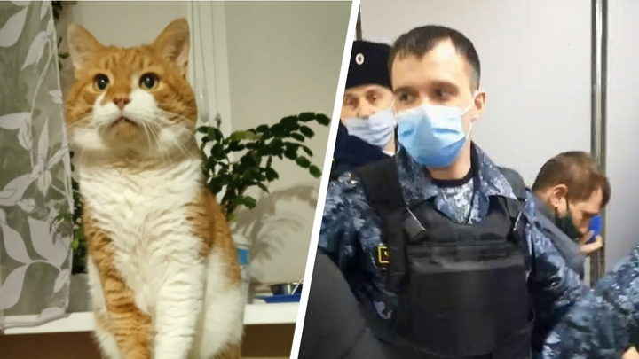 «Превращаться в фанатиков — за гранью понимания»: журналист 29.RU рассуждает о драке из-за кота Кузи