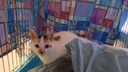 В Челябинске спасли кошку, которую хозяйка оставила умирать в запертой квартире