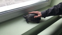 В Екатеринбурге красноухую черепаху выбросили на помойку вместе с отходами