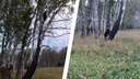 Отловлен второй медвежонок, которого прикормили в Новосибирской области — его будут пристраивать