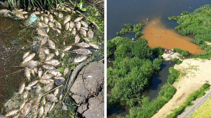 К берегу озера в Люберцах прибило сотни мертвых рыбин