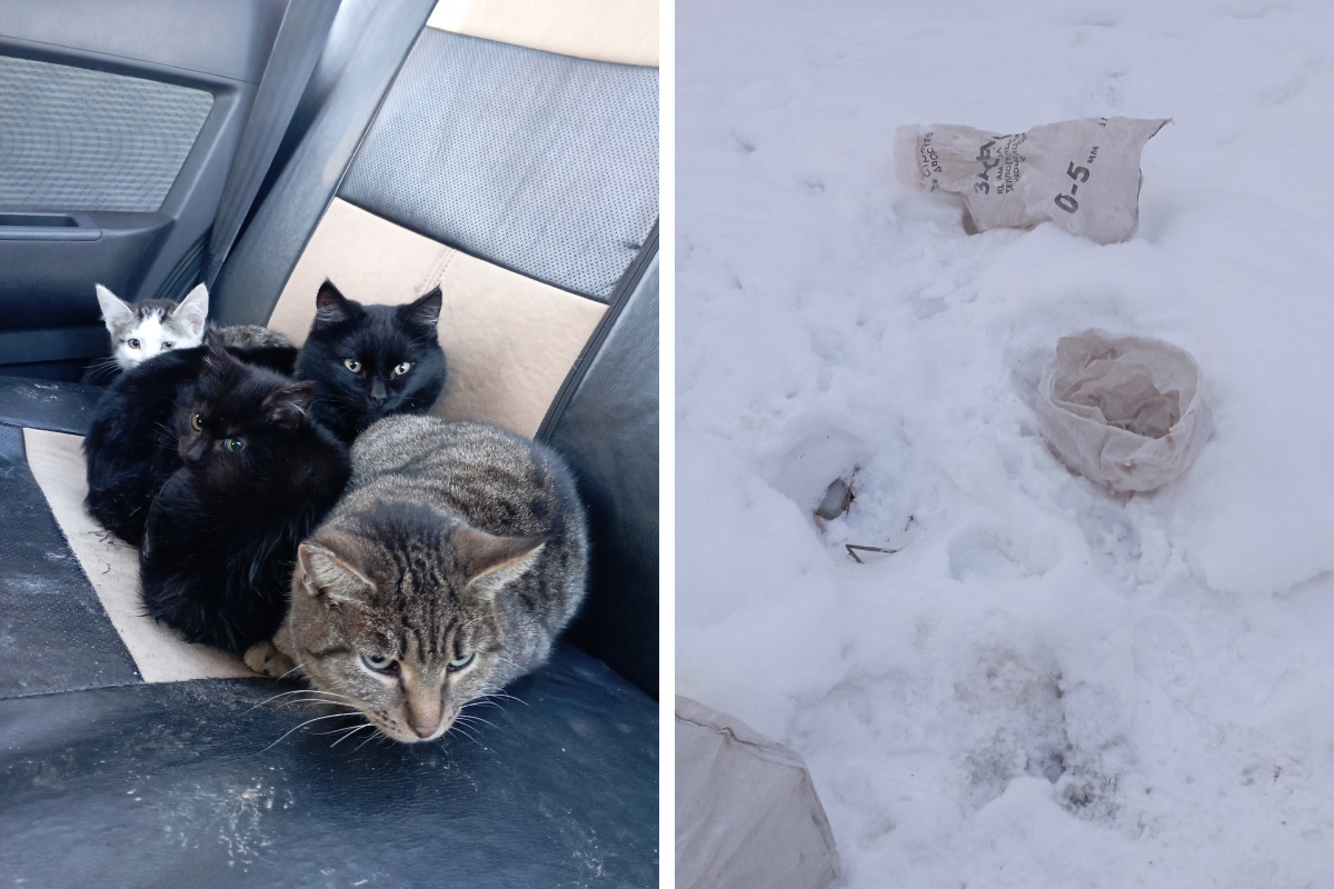 «Привезли в мешках и просто выбросили»: под Екатеринбургом кто-то оставил в снегу кошачью семью