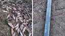 «Вонь несусветная»: ярославцы выложили в соцсети фото тухлой рыбы и обрезков могильных памятников
