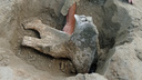 Ростовские ученые нашли останки древних гигантских саламандр и слонов