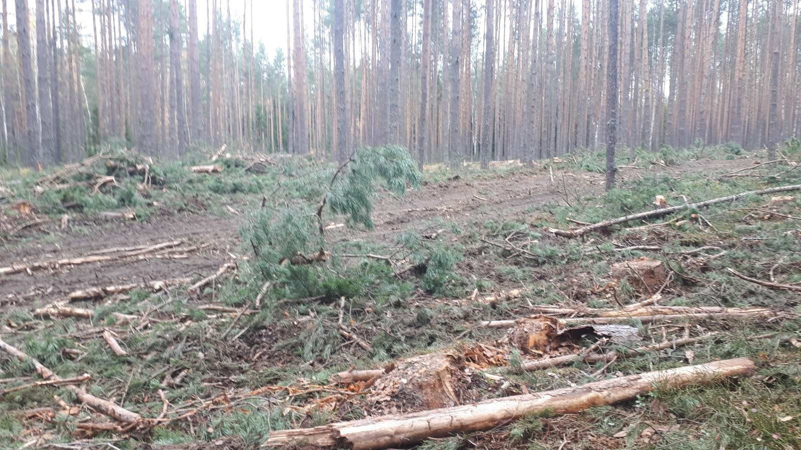 «Рубят реликтовый лес»: жители забили тревогу из-за работ в сосновом бору под Ярославлем