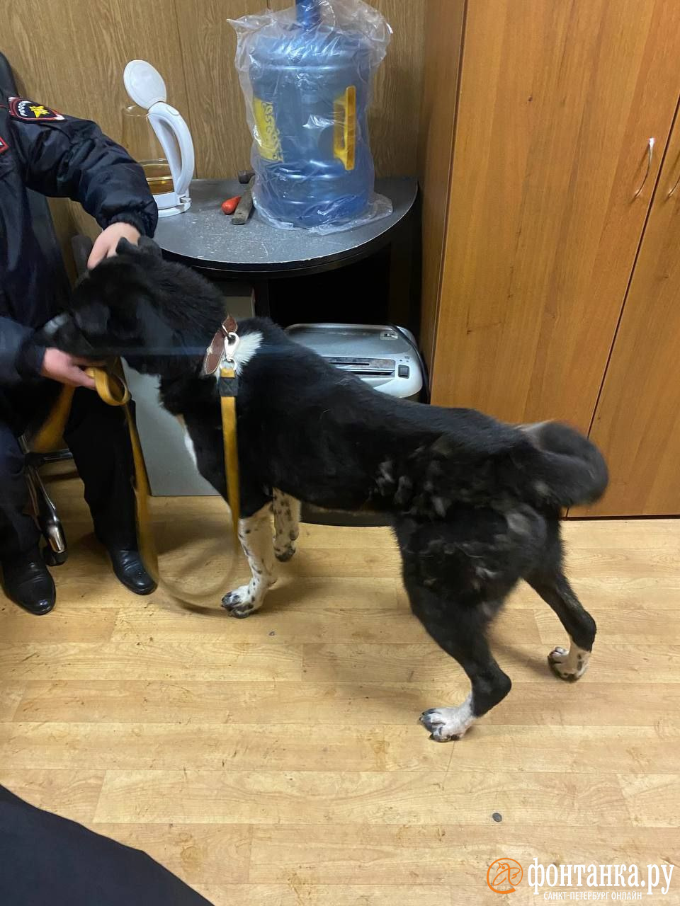 Активисты рассказали, что забрали «метрополитеновского» пса у нового хозяина. Он якобы не кормил собаку несколько дней