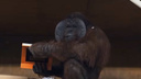 «Мы раскрыли секрет Бату!» Новосибирский зоопарк снял шуточный ролик про семью орангутанов