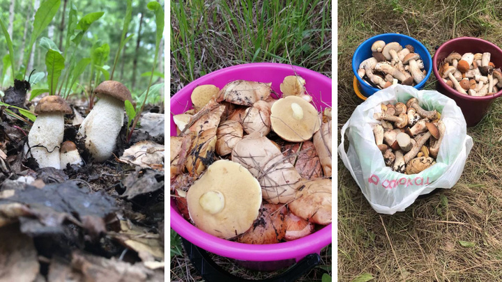 Смотрите, что нашел! Екатеринбуржцы поделились огромным «уловом» грибов за выходные