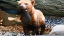 У кустарниковых собак родились щенята в Новосибирском зоопарке — видео с крошечным детенышем