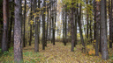 В Ярославской области лесник организовал массовую вырубку деревьев