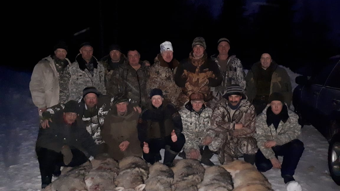 Семь голов — за раз! В Архангельской области охотники показали убитую стаю волков