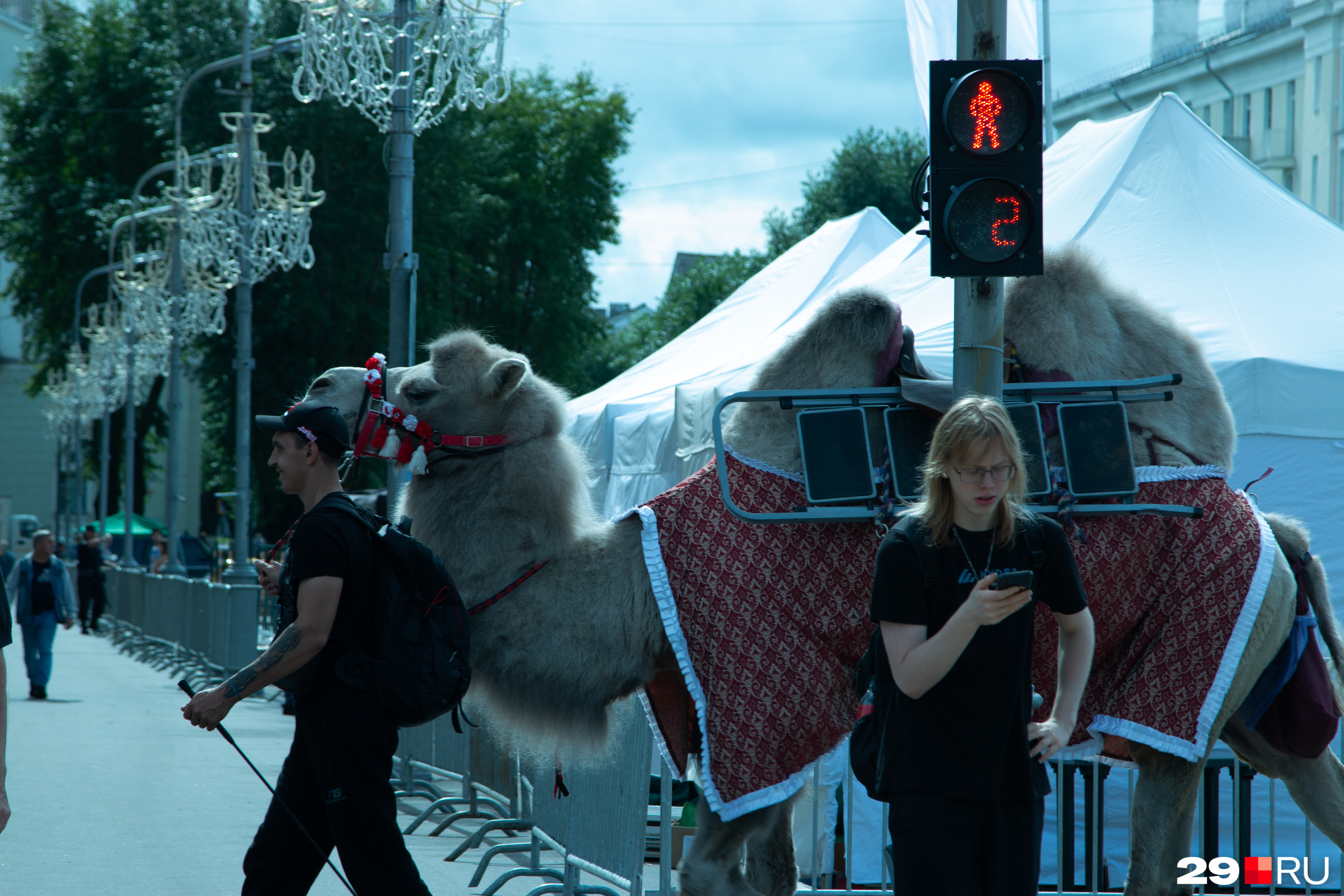Верблюд — один из постоянных героев любого праздника что в Архангельске, что в Северодвинске