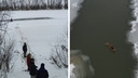 В Новосибирске в реке замерзает утка — жители устроили масштабную операцию ради спасения птицы